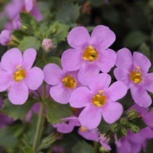 Bacopa Everest Pink_300x300_300x300